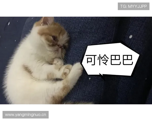 拉莫斯家的狗都比我家房贷还贵